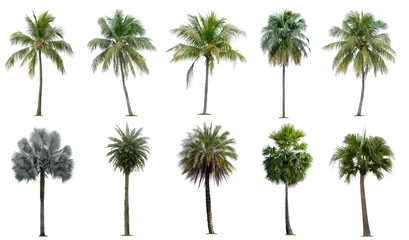 Poster Set van kokos- en palmbomen geïsoleerd op een witte achtergrond, geschikt voor gebruik in architectonisch ontwerp, decoratiewerk, gebruikt met natuurlijke artikelen, zowel op print als op website. © Nudphon