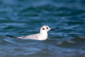 Seagull in the Ocean