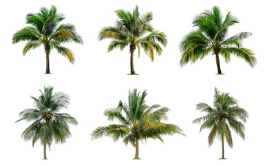 Fototapeta na wymiar Set of short coconut and palm trees isolated on white background, Suitable for use in architectural design, Decoration work, Used with natural articles both on print and website.