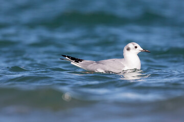 Seagull in the Ocean