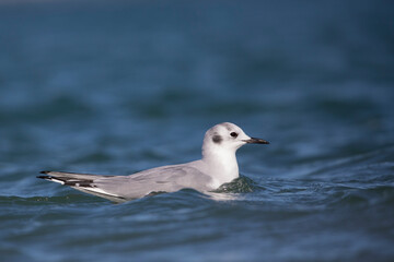 Seagull in the Ocean