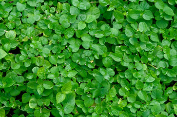 Fresh green leaves grow background, Natural texture and wallpaper,  tropical leaves in Asia and Thailand.