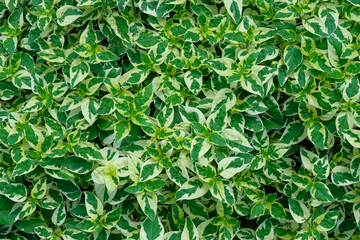 Fresh spotted green leaves grow background, Natural texture and wallpaper,  tropical leaves in Asia and Thailand.