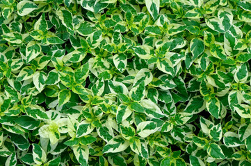 Fresh spotted green leaves grow background, Natural texture and wallpaper,  tropical leaves in Asia and Thailand.
