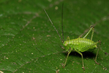 Macro shot of speckled bush-cricket (leptophyes punctatissima)