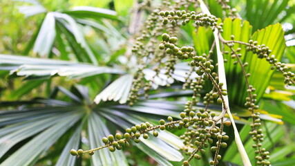 Seeds of Licuala paludosa Griff. Bunch of green palm seeds on blurred green leaf background with copy space. Selective focus