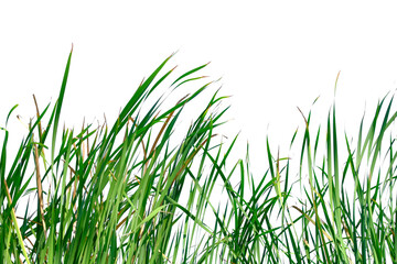 Long green grass and reeds isolated on white background with copy space.
