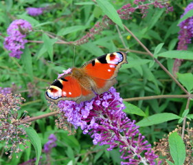 a butterfly on a flower