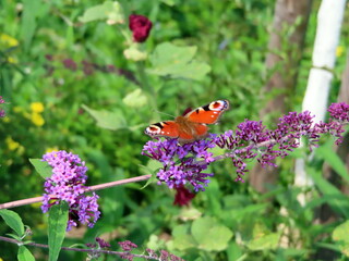 a butterfly on a flower