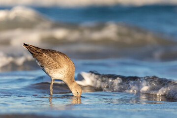 Sandpipers on the Beach