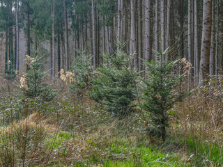 Wiederaufforstung im Mischwald durch anpflanzen von Jungbäumen