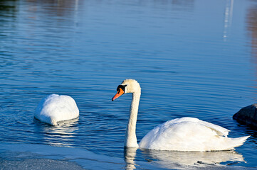 pair of Mute swans in beautiful pond