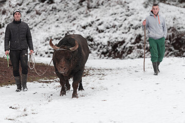 Fighter Bull whispers, A man who training a bull on a snowy winter day in a forest meadow and...