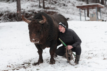 Fighter Bull whispers, A man who training a bull on a snowy winter day in a forest meadow and...