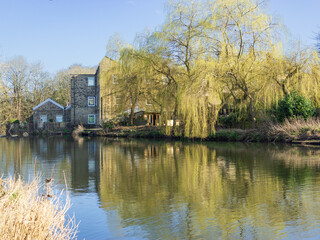 Colourful willow trees reflected in the River Aire by Hirst Mill in Yorkshire capture the promise...