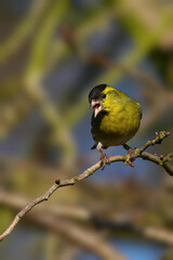 Closeup of a beautiful male siskin bird on a branch in a forest