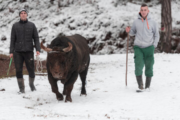 Fighter Bull whispers, A man who training a bull on a snowy winter day in a forest meadow and...