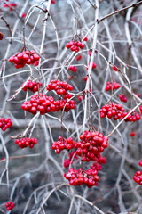 ethnic symbol of Ukraine red viburnum bush