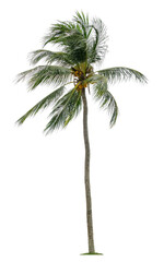 Fototapeta na wymiar Beautiful coconut palm tree with leaves blowing isolated on white background. Suitable for use in architectural design or Decoration work.