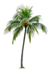 Beautiful coconut palm tree isolated on white background. Suitable for use in architectural design or Decoration work.
