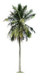 Beautiful coconut palm tree isolated on white background. Suitable for use in architectural design or Decoration work.