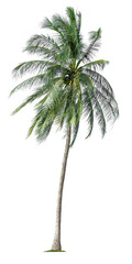 Beautiful coconut palm tree isolated on white background. Suitable for use in architectural design or Decoration work.