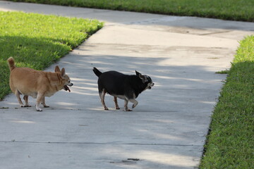 Naklejka premium Dogs