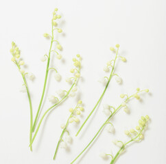 may lily flowers on white background