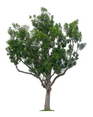 Beautiful tree isolated on white background. Suitable for use in architectural design or Decoration work.