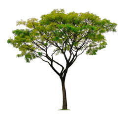 Beautiful tree isolated on white background. Suitable for use in architectural design or Decoration work.