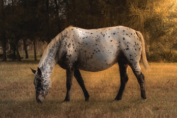 A wonderful Greater Poland thoroughbred horse in a meadow, a horse in a meadow, a horse in a...