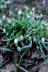 the first spring flowers in the garden are snowdrops