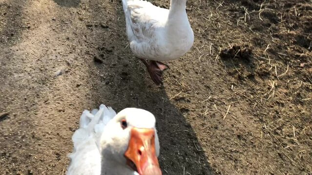 Wei&szlig;e G&auml;nse auf dem Bauernhof.