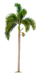 Beautiful coconut palm tree isolated on white background. Suitable for use in architectural design or Decoration work.