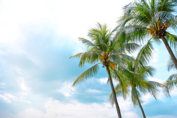 Fototapeta na wymiar Coconut or palm tree on clear beautiful summer sky and sunlight background with copy space.
