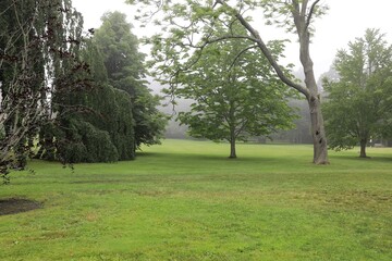 trees in the park