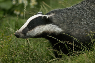 Closeup of a beautiful Eurasian Badger on the grass in a forest © Paul Cross/Wirestock Creators