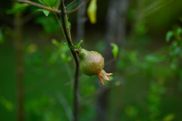 Young pomegranate on tree after rain season