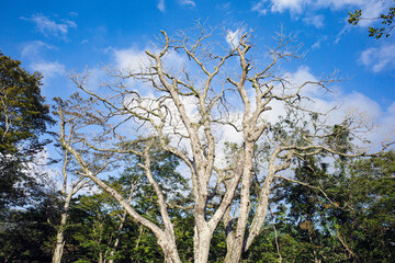 青空と真っ直ぐ空に伸びる白い樹木