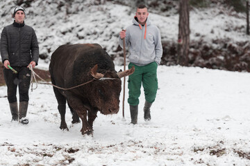 Fighter Bull whispers, A man who training a bull on a snowy winter day in a forest meadow and...