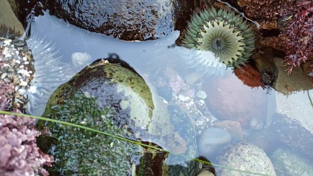 Sea anemone tentacles, tide pool water, anemones mouth macro. Tidepool wildlife, aquatic marine organism. Exotic actiniaria polyp animal underwater. Littoral intertidal zone fauna, California low tide