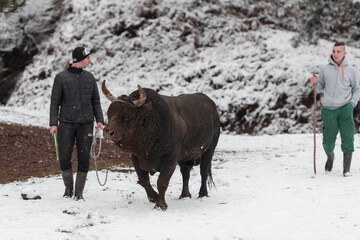 Fighter Bull whispers, A man who training a bull on a snowy winter day in a forest meadow and...