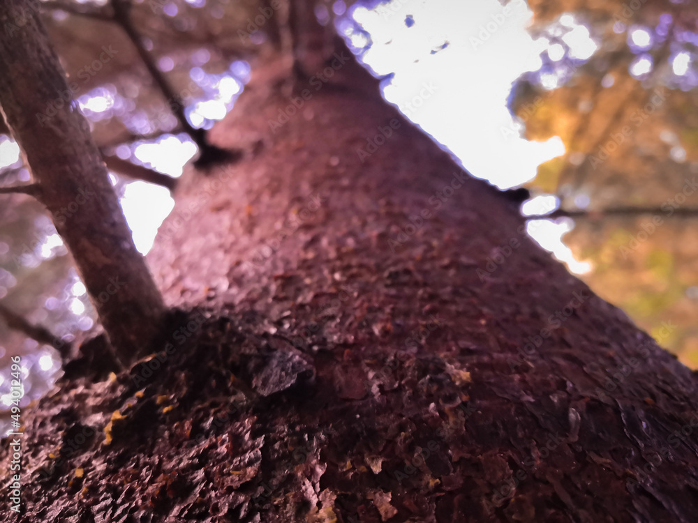 Poster close-up low angle shot of the trunk and branches of a big tree in the forest