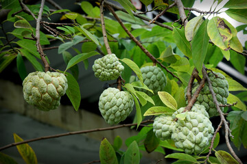 Fototapeta premium SELECTIVE FOCUS Bright custard apple (sugar or candied apple) on the tree, in the garden in front of the house