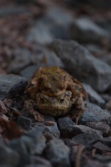 a pair of European common toads mating in the grass