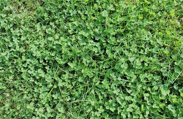 clover in a green meadow closeup