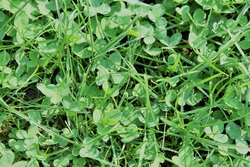 clover in a green meadow closeup