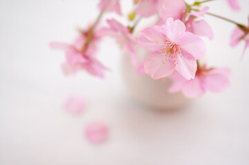 花瓶に活けた桜の花 背景に桜の花びら 河津桜 春 日本