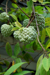 SELECTIVE FOCUS Bright custard apple (sugar or candied apple) on the tree, in the garden in front of the house