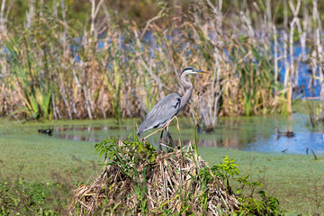 great heron in the marsh
